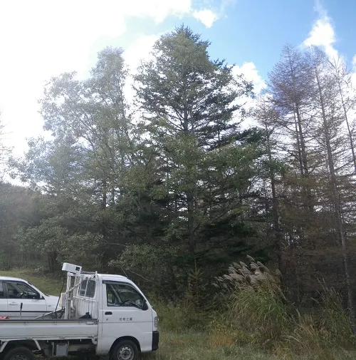 多摩市と友好都市、長野県富士見町より樅木を頂きました。入笠山の中腹付近。