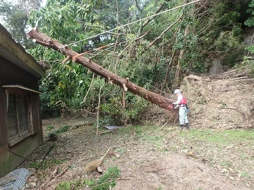 住宅に覆い被さる木も有り、機械が入らず難航するも無事撤去。