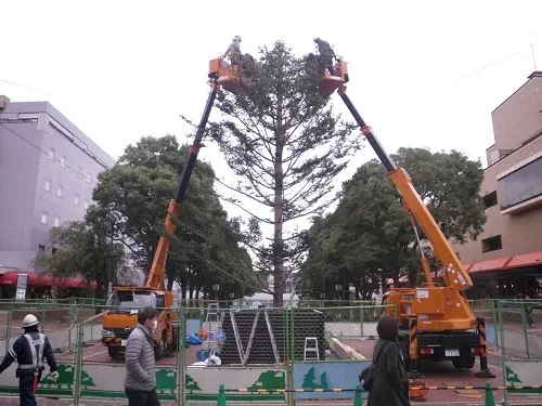 慎重に多摩市に運ばれ、枝の寂しい所等、整姿の作業をします。