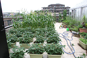 プランター菜園