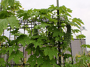 プランター菜園